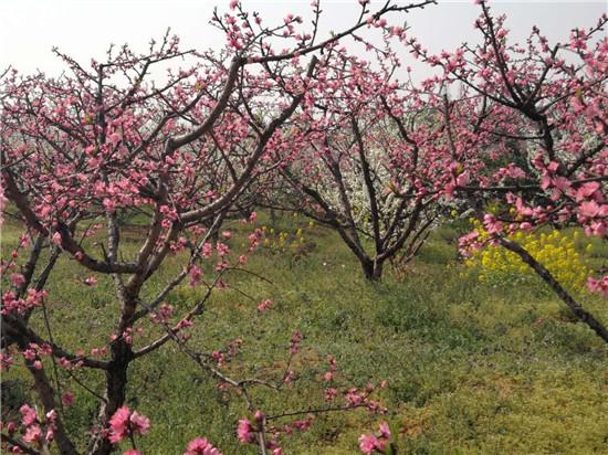 桃花山社区重塑未来，提升居民生活质量最新项目启动